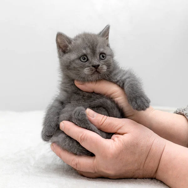 산푸른 고양이 새끼들 이손에 포즈를 취하는 로열티 프리 스톡 사진