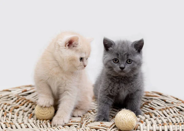 两只英国猫咪玩球 — 图库照片