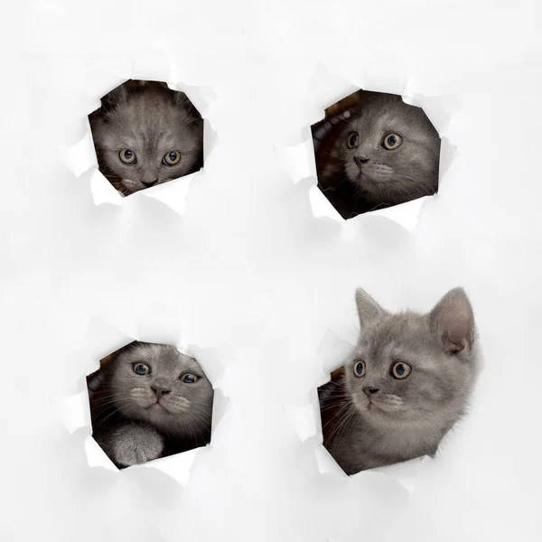 英国の子猫は紙の穴を覗く — ストック写真