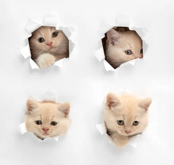 Britische Kätzchen Blicken Durch Ein Papierloch — Stockfoto
