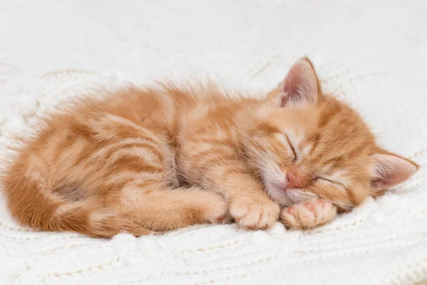 英国赛中睡梦中的红头发猫咪 — 图库照片