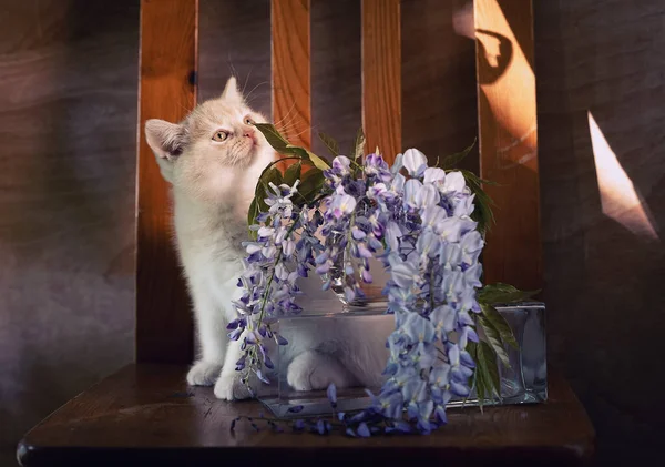 Kevät Asetelma Kukkiva Wisteria Brittiläinen Kissanpentu — kuvapankkivalokuva