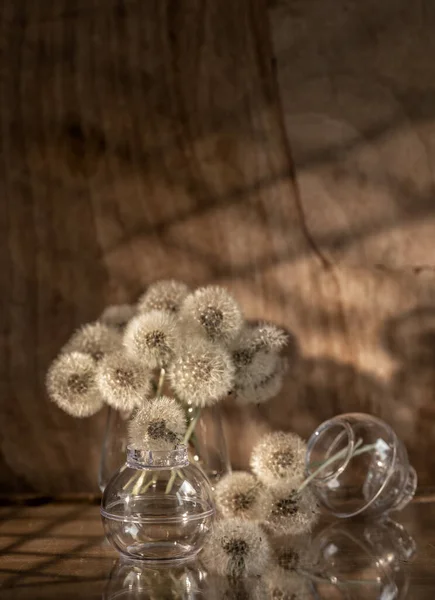 Still Life Dandelions Dark Key — Stock Photo, Image
