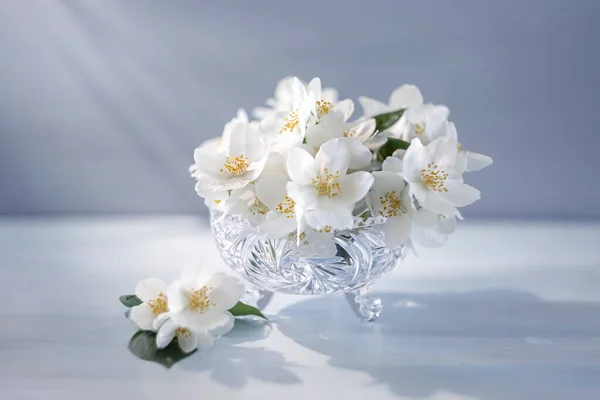 ジャスミンの花のある静物 — ストック写真