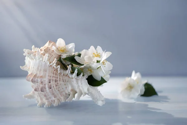 Νεκρή Φύση Άνθη Γιασεμιού — Φωτογραφία Αρχείου