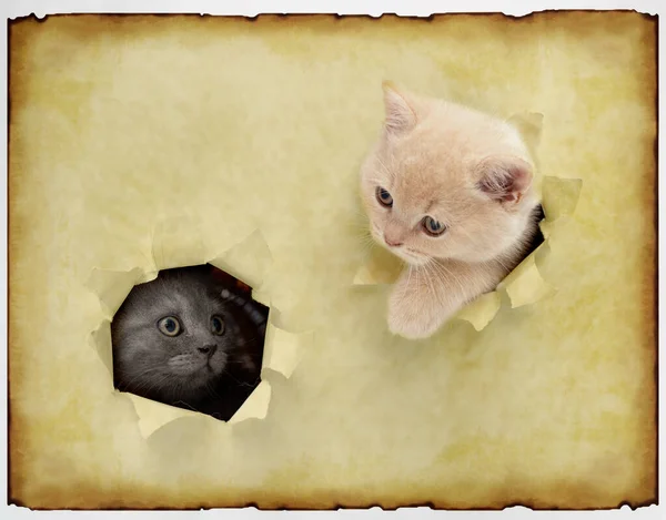 Kitten Looks Out Hole Retro Background Old Paper — Stock Photo, Image