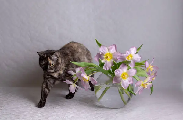 Macska Egy Csokor Tulipán Stock Kép