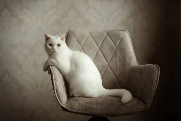 椅子に座っている白いイギリスの短椅子の猫 ロイヤリティフリーのストック写真