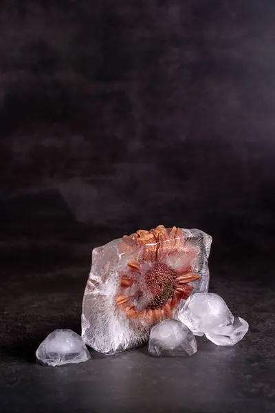 在冰块里结冰的老德国花 图库图片