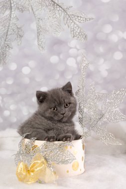 Christmas background with a British kitten clipart