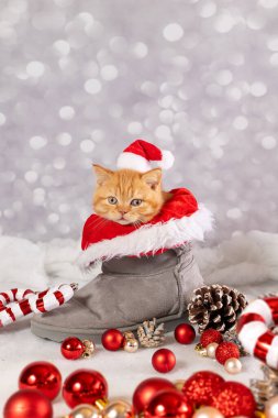 Christmas background with a British kitten clipart