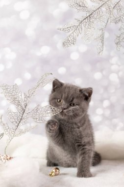 Christmas background with a British kitten clipart