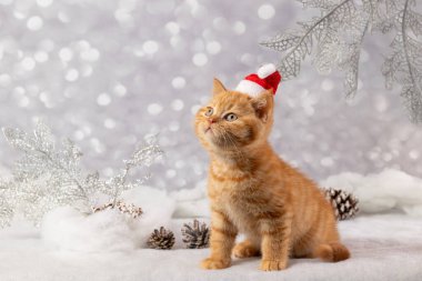 Christmas background with a British kitten clipart