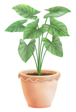 saksıdaki bitkiler suluboya stili