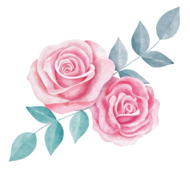 gül çiçeği suluboya stili