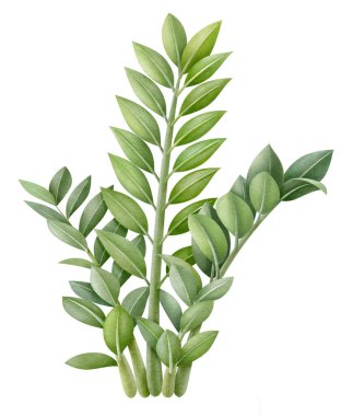 zamioculcas bitki suluboya tarzı 