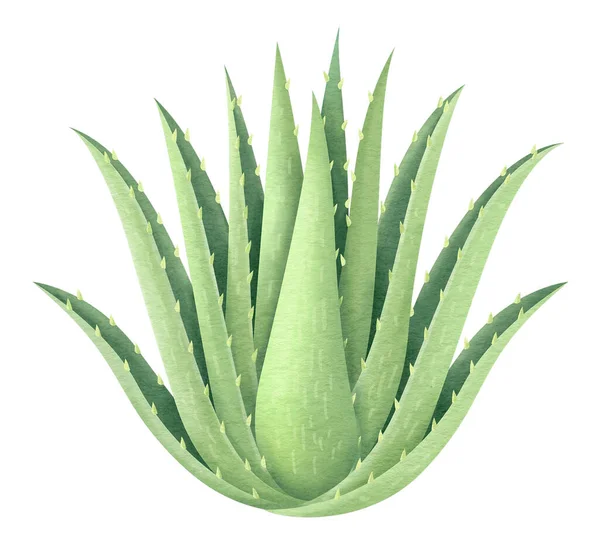 Aloes Vera Akwarela Styl — Zdjęcie stockowe