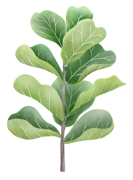 Ficus Lyrata Roślin Akwarela Styl — Zdjęcie stockowe