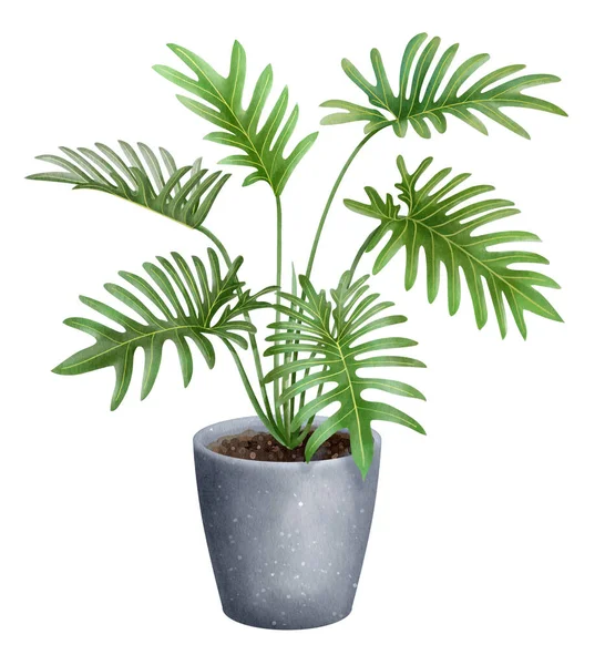 Växter Krukor Akvarell Stil — Stockfoto