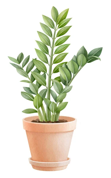 stock image zamioculcas plant in pots watercolor style