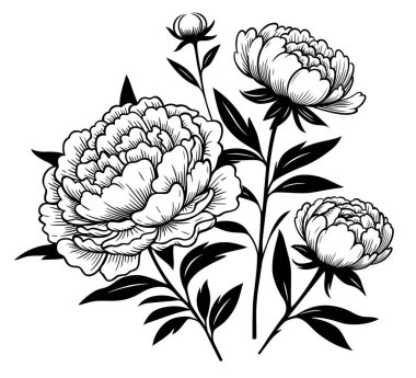 Siyah ve beyaz renkli şakayıklar 