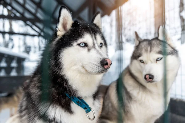 Poirtrait Two Beautiful Calm Purebred Siberain Husky Dogs Sitting Kennel — Foto de Stock