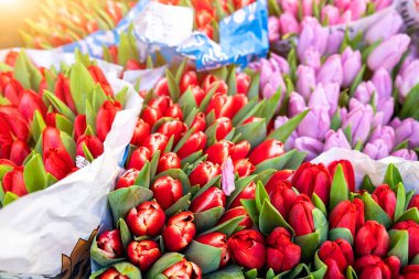 Many multicolored fresh tulips bouquets background. Dutch flower market stall or store. Wholesale warehouse and retail flower shop. Florist design service. Woman or Valentines day gift present.