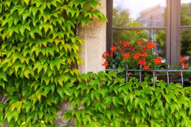 Taze kırmızı pelargonium çiçekleri çiçek saksısında Avrupa 'da eski taş bina cephesinin pencere eşiğinde. Sardunya bitkisi, güneşli bir günde, pencere pervazında saksıda çiçek açar..
