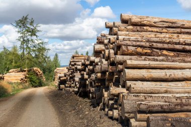 Big pile of wooden timber pine logs stacked near dirt road countryside against blue sky and forest. Sawmill woods cutting industry. Illegal deforestation. Firewood logging for winter heating. clipart