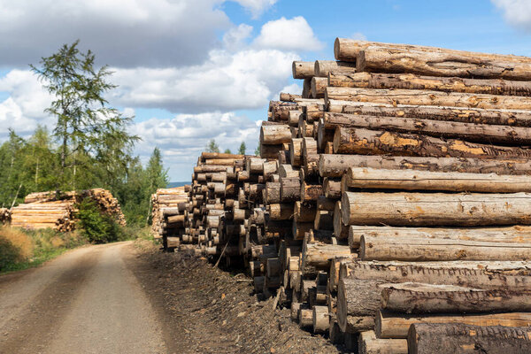 Big pile of wooden timber pine logs stacked near dirt road countryside against blue sky and forest. Sawmill woods cutting industry. Illegal deforestation. Firewood logging for winter heating.