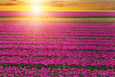 Avrupa 'da parlak renkli lalelerin çiçek tarlalarının manzarası. Hollanda çiçekli çiftlik ampulü büyüyor. Güzel doğal Hollanda manzarası.