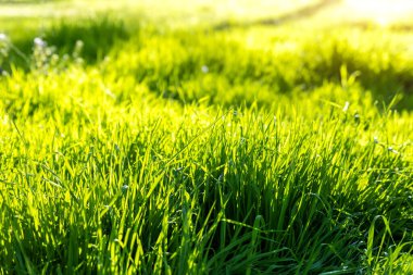 Sıcak gün batımında, güneş ışığı altında, taze, yeşil çayır çimlerinin detaylı görüntüsü. Doğal Gardrn çevre geçmişini özetleyin. Kırsal çayır.