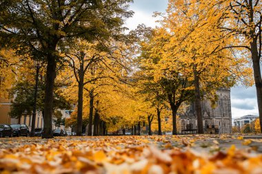 Magdeburg 'daki Dom Meydanı' ndaki eski Magdeburger Dom katedralinin manzarası. Bulutlu bir günde parlak turuncu sonbahar ağaçlarının yaprakları. Almanya turizm ve seyahat yoksulluğu.