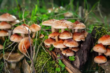 Ağaç gövdesindeki eski ağaç gövdesindeki yenilemez mantar kümesi ve taze, yeşil yosun içeren tire-altı fasciculare sülfür tuft. Parlak orman doğası Makro arka plan yakın çekim.
