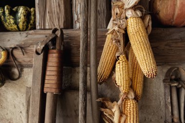 Kurumuş sarı mısır koçanı tohumları eski kırsal ahır ahırı ahşap duvarına asılmış. Köy çiftliğinin iç dekorasyon detaylarının arka plan duvar kâğıdı. Organik tarım çiftliği kavramı.