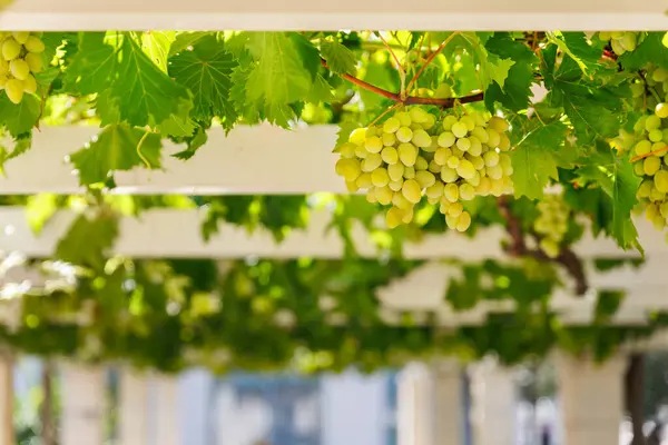 stock image Bunches of ripe green grapes hang on white wooden pergola  perspective passage tunnel. Vineyard fruit harvest canopy arbor vineyard nature background.