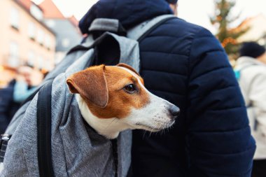 Meraklı Jack Russell Terrier komik, mutlu köpek insan sırt çantasından gizlice bakar, Avrupa 'nın kalabalık şehir caddesinde kalabalık bir Noel pazarının manzarasını seyreder..