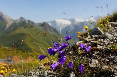 Manzaralı Idyllic manzaralı yaban çiçeği çiçek açan leylak çiçekleri çayır çayırları tirol dağı vadisi Avusturya Grossglockner tepesi kayalık arka plan. Soyut güneş doğumu sıcak yaz mevsimi bitkisel manzarası.