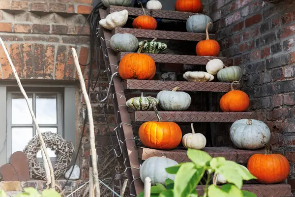 stock image Many big small ripe orange grey green white bright pumpkins on old rusty metal ladder at pumpkin farm yard. Halloween thanksgiving celebration symbol plant. Country rustic squash autumn background.