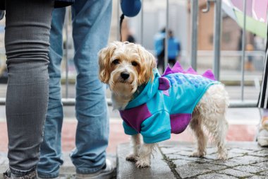Küçük şirin havyan ya da maltipu köpeği mavi dinozor kostümü giymiş açık hava karnavalı yağmurlu bahar bahar gününde insanların bacağının yanında duruyor. Islak şehir caddesinde komik takım elbiseli sevimli köpek..
