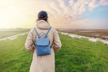 Woman walking many grazing sheep herd scene dike green field pasture meadow grassland North Wadden Sea coast East Friesland Germany warm dramatic sunset sky. Scenic german countryside landscape view. clipart