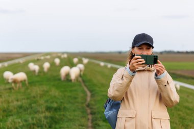 Yürüyen kadın akıllı telefon ile koyun otlatan hayvan sürüsü yeşil çayır otlağı Kuzey Wadden Denizi kıyısı Doğu Friesland Almanya. Manzaralı Alman kırsal manzarası.