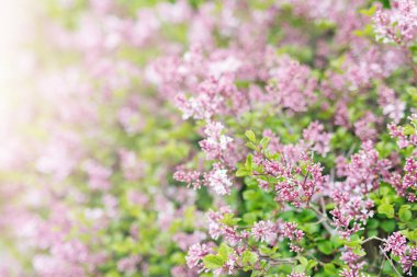 Close-up detail of Pink Daphne lilac Syringa Microphylla  Jose flowers background. Beautiful  soft pink floral backdrop blossoming springtime or summer on sunny warm day in park garden. clipart