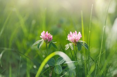 Yakından bakınca, yemyeşil çayırlarda açan iki pembe yonca çiçeği yumuşak güneş ışığı sabah güneşinde. Doğal kır çiçekleri çiçekli bahar arkaplanı.