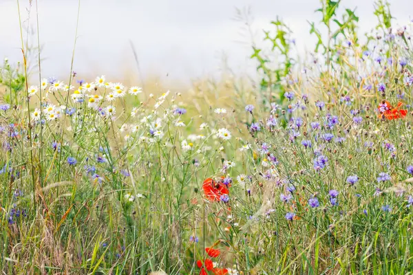 Parlak kırmızı çiçek açan haşhaş çiçeklerinin manzarası güzel yeşil çayırlarda, güneşli güneşin doğuşunda ya da gün batımında. Manzaralı doğa biyolojik çeşitlilik vahşi çiçek arkaplanı.