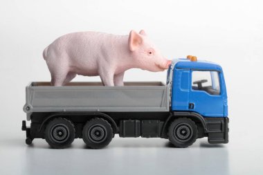 Minyatür domuz beyaz arka planı olan bir oyuncak kamyonun üzerinde duruyor.