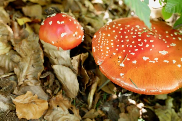 在森林里放飞无菌蘑菇 — 图库照片