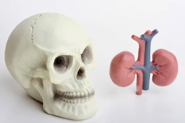 Human Skull Pair Kidneys — Stock Photo, Image