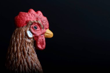 Siyah arka planda kahverengi bir tavuk minyatür portresi. 