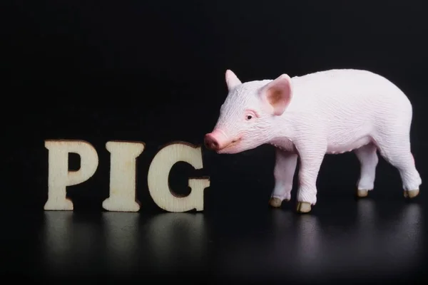 黒を背景に豚という言葉を持つ赤ちゃん豚のミニチュアフィギュア — ストック写真